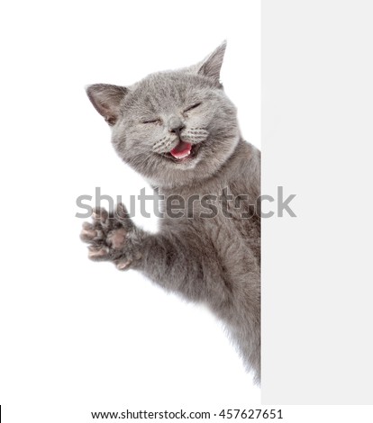Happy cat looks behind from empty white banner and waving his paw. isolated on white background