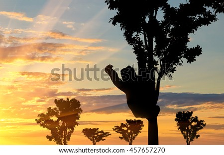 Sloth animal on the tree on the sunset background