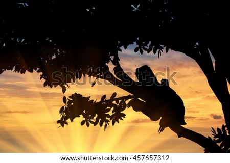Sloth animal with a toddler in a tree on the sunset background