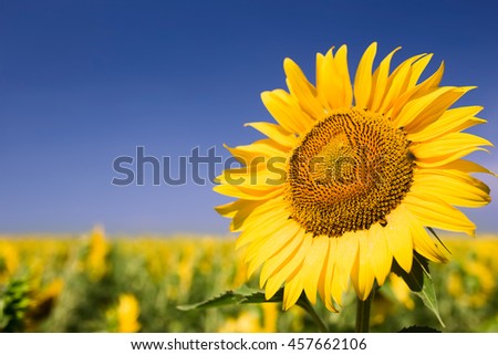 Close up photo of sunflower against blue sky