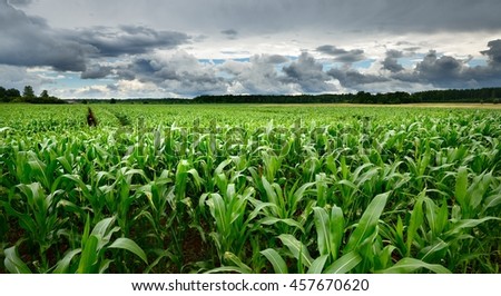 Corn field close-up against stormy sky