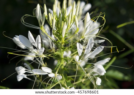 Spider lily Cleome hassleriana White flower growing wild. Floral motif for a greeting card or background. Summer. Nature. Close up. Blooming plant. photo, art, artwork, design, romantic print. Macro