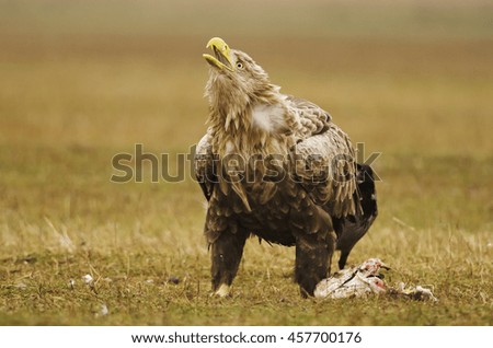 White-tailed Eagle,Haliaeetus albicilla,Hungary,Europe