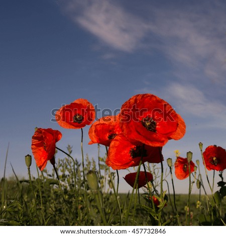 picturesque scene. closeup fresh, red flowers poppy  on the green field, in the sunlight. on the perfect blue sky background. majestic rural landscape. natural creative picture