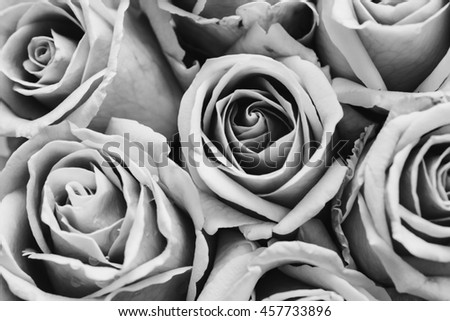 Soft focus of beautiful pink rose background, close up of pink rose, convert to black and white.