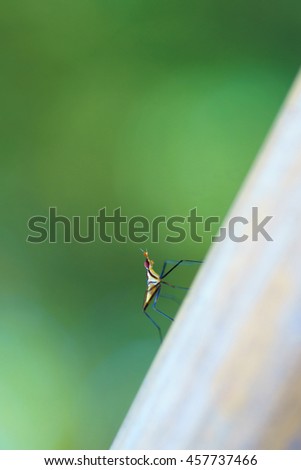 The bug on slide line on green background is picture background style 
