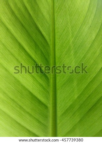 leaf detail macro photography backgrounds