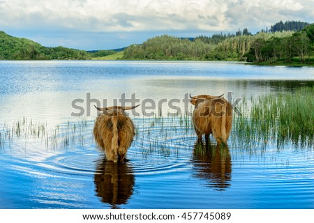 Two Highland calves chilling out in Loch Archay in Loch Lomond and The Trossachs National Park. Royalty-Free Stock Photo #457745089