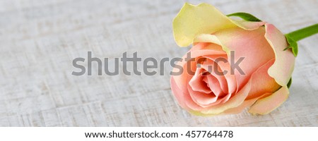 Rose against wooden background