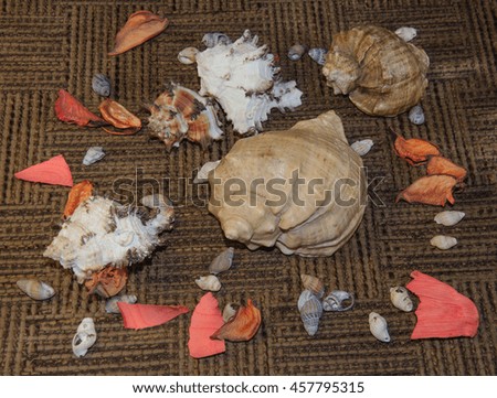 Shells and petals