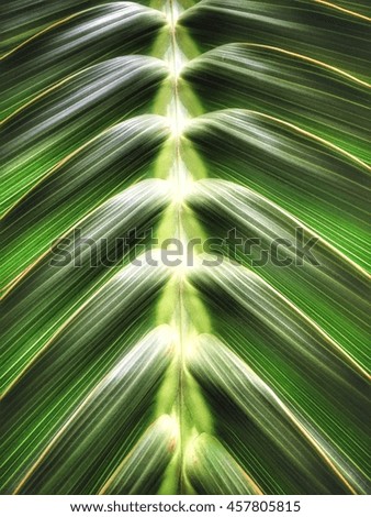 Green coconut leaf pattern