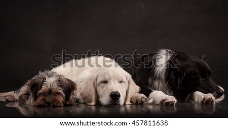 golden retriever puppy, border collie, yorkie dog lying and sleeping in a photo studio on black background