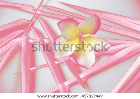 Blurred flowers in soft color sweet background