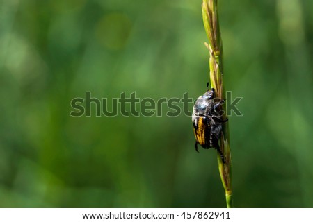 The macro picture of Beetle