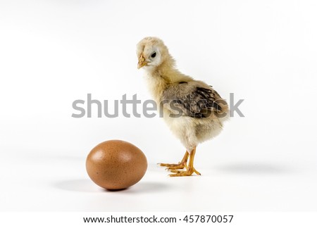 Chicken and egg isolated on white background with shadow
