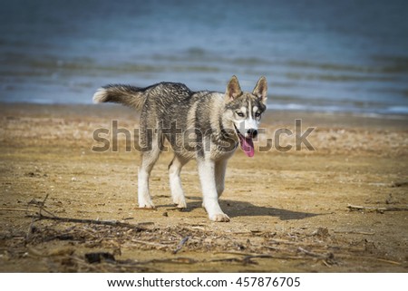 Portrait of a close-up dog Siberian Husky. River landscape. Dog running along the river bank.