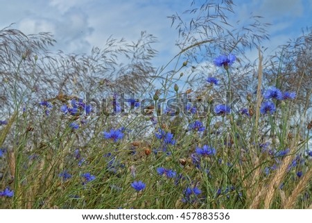 Blue cornflowers in the field with high grass and blue sky