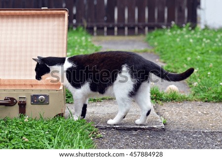 Domestic cat in the trunk