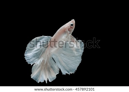 Moment of betta fish, siamese fighting fish isolated on black background