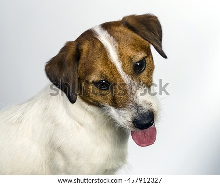 Jack russell terrier portrait/ Studio dog portrait on light background