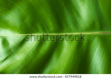Green leaf background in the morning