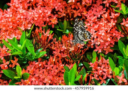 red spike flower with butterfly