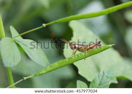 Nice macro newborn grasshopper