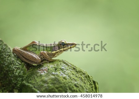White lipped frog (Hylarana labialis) resting and ready to jumping. Image has grain or subject is blurry or noise or out of focus and soft focus when view at full resolution. (Shallow DOF)
