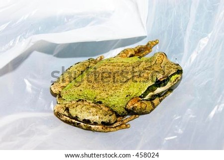 Frog on plastic