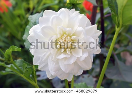 Beautiful white flower dahlia. Flower in the garden