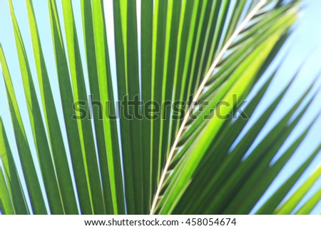 Blurry : coconut leaf or palm leaf on a sky background, popular