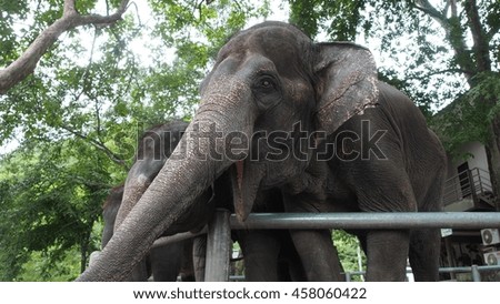 Elephants in zoo