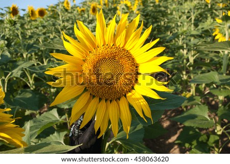 Sunflowers in the field, summer