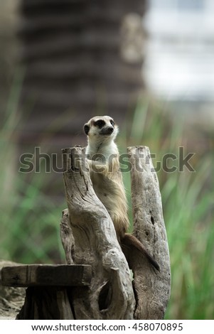 Meerkat or Suricate in the zoo , Thailand