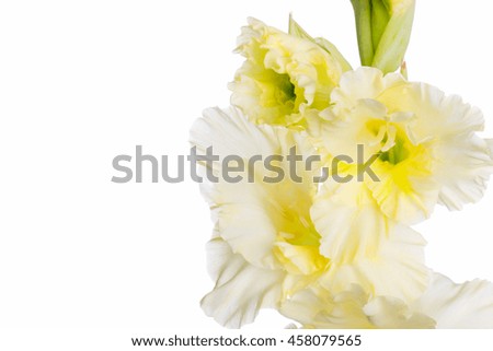 Yellow gladiolus isolated on white background. Close up
