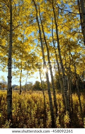 The Sun Shining Through Aspen Trees on a Fall Morning