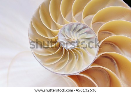 nautilus shell cross section symmetry spiral Fibonacci sequence half slice natural pattern structure growth golden ratio (nautilus pompilius) seashell mollusk pearl stock, photo, photograph, image, 