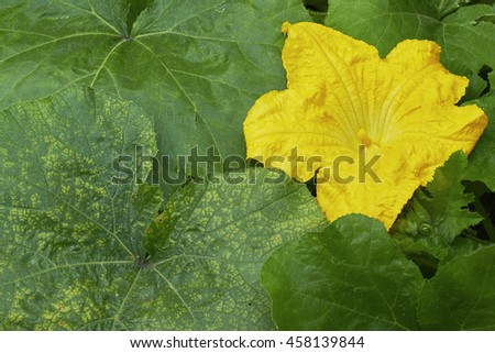 Detailed view of flower growing pumpkins with leaves