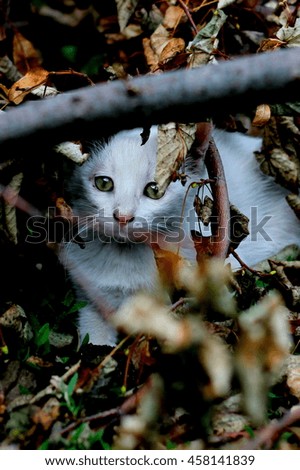 Little kitten cat between branch grass