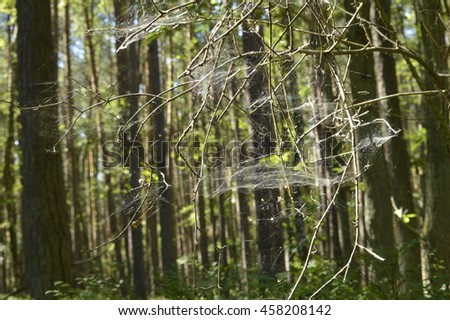 Many cobwebs bathed in sun on withered tree in middle of forest