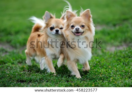 Two Longhair Chihuahua  dog in green summer grass