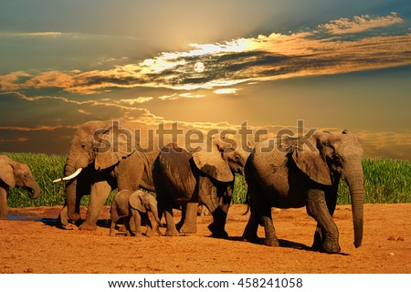 African elephant herd, Loxodonta africana, of different ages walking away from water hole, Addo Elephant National Park, South Africa Royalty-Free Stock Photo #458241058