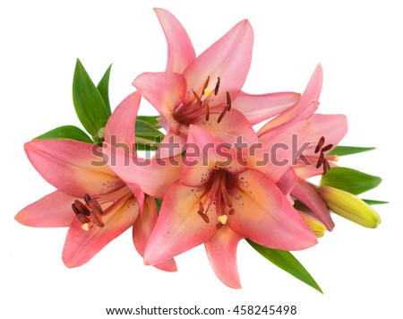 pink lily flower isolated on white background