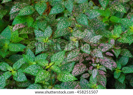 macro detail of a green and pink tropical ground plants