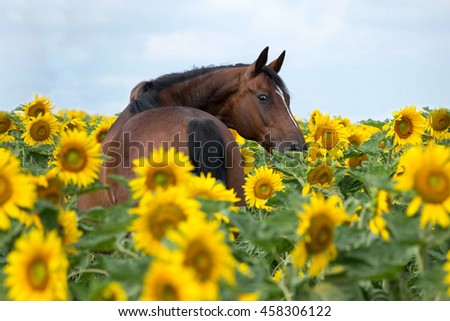 Portrait of nice horse in a field of sunflowers