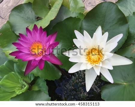Lotus flower and Lotus flower plants,water lily lotus flower on garden,Lotus flower and lotus leaves,lotus flower blossom