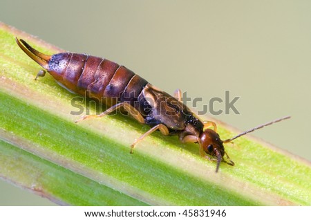 earwig on the grass
