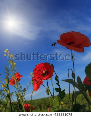 picturesque scene. closeup fresh, red flowers poppy  on the green field, in the sunlight. on the perfect blue sky background. majestic rural landscape. natural creative picture