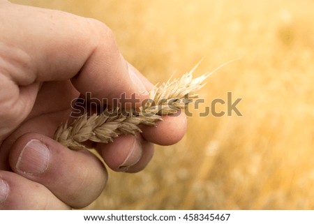 Male hand inspecting wheat ear in the wheat field