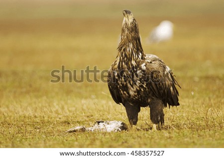 White-tailed Eagle,Haliaeetus albicilla,Hungary,Europe